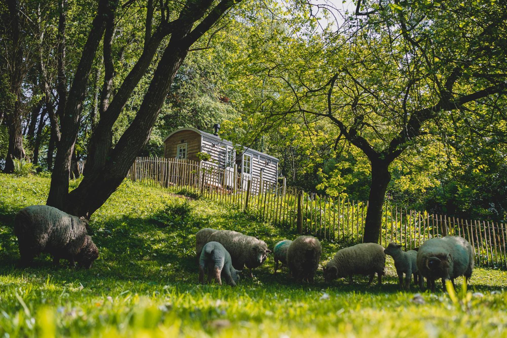 Hotel Somerset Shepherds Huts Winsham Esterno foto